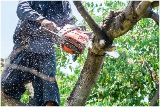 tree services Mannford